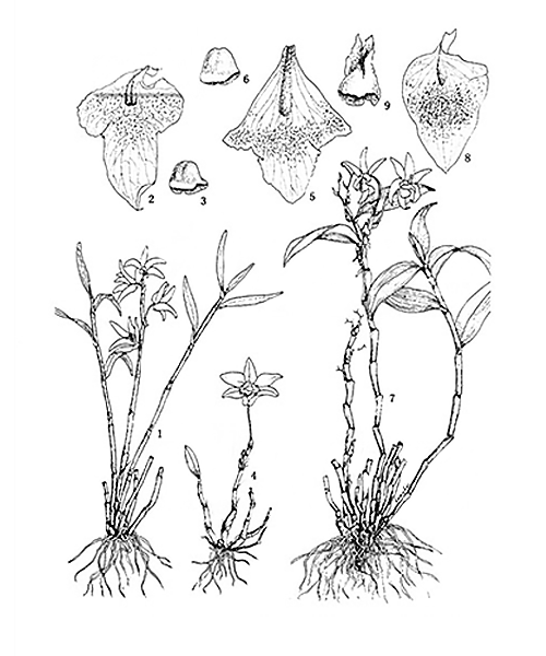 Natural compounds from  Dendrobium officinale